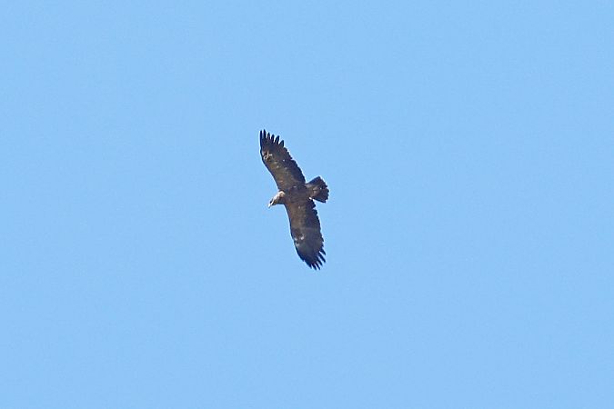 Aquila anatraia minore  - Granai Mariacristina