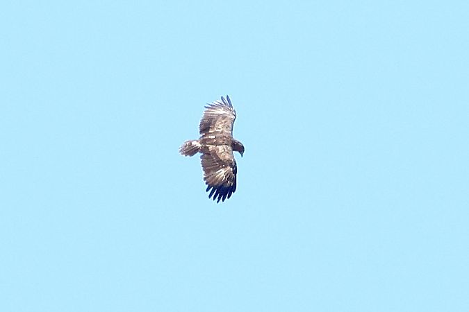 Aquila anatraia minore  - Granai Mariacristina