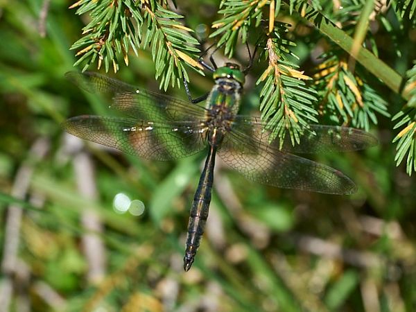 Somatochlora metallica  - Giulio Piras