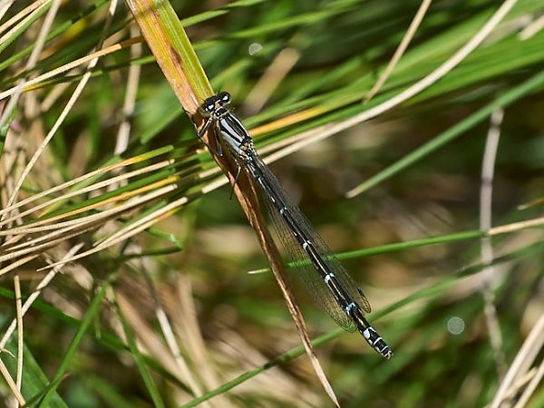 Enallagma cyathigerum  - Giulio Piras