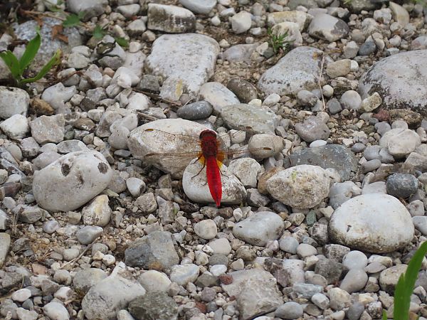 Crocothemis erythraea  - Massimo Perinotto