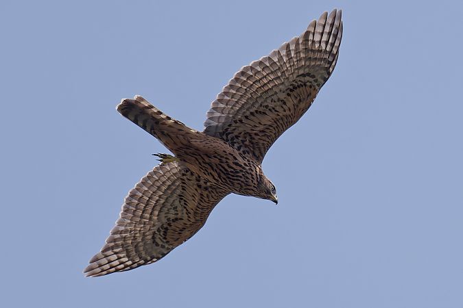 Eurasian Goshawk 