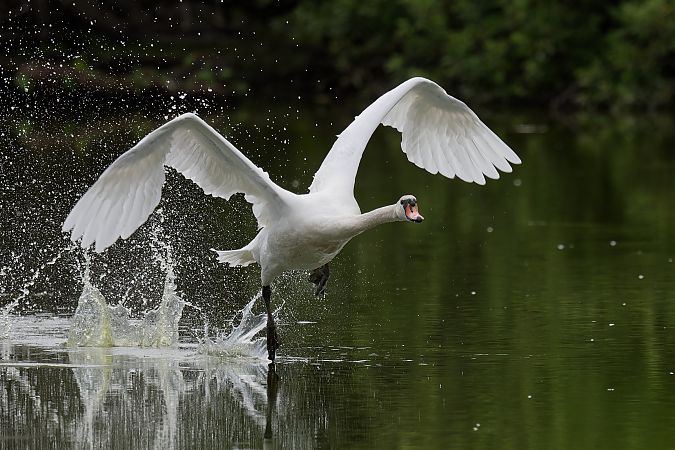 Cigno reale 