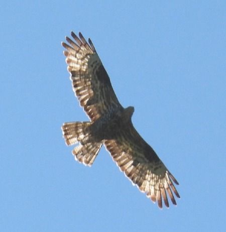 Falco pecchiaiolo  - Tiziana Ciaghi