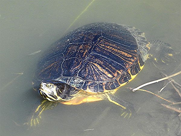 Testuggine palustre dalle orecchie gialle  - Horst Schlüter