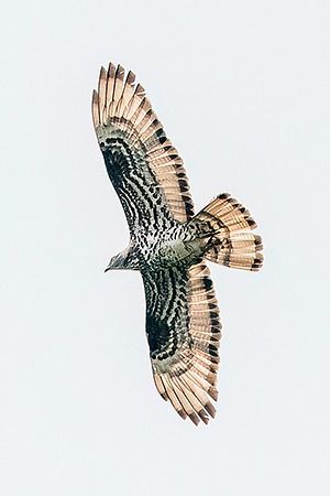 Falco pecchiaiolo  - Pier Paolo Piciucco