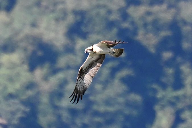 Falco pescatore  - Claudio Ciullo