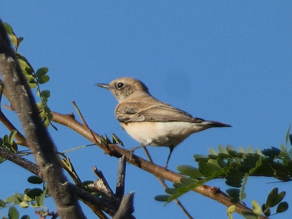 Monachella occidentale / orientale  - Pucci Mario