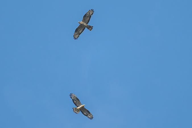 Falco pecchiaiolo  - Pier Podavini