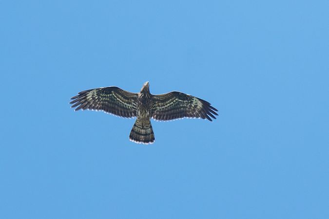 Falco pecchiaiolo  - Pier Podavini