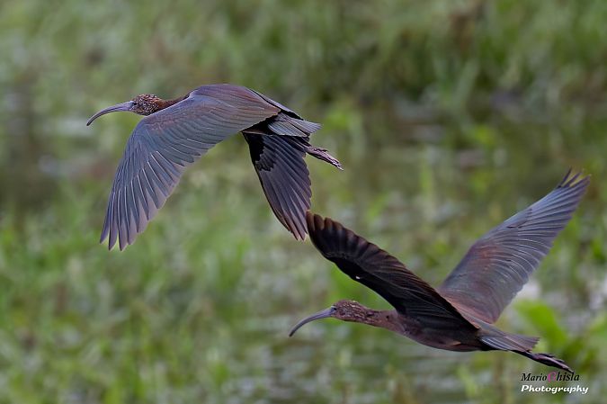 Ibis falcinelle  - Mario Ghislanzoni