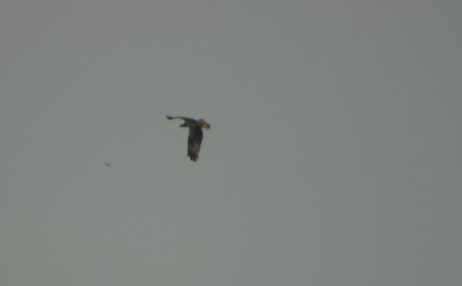 Falco pescatore  - Diego Rastelli