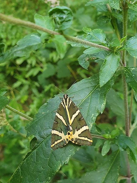 Euplagia quadripunctaria  - Dimitri Gomez
