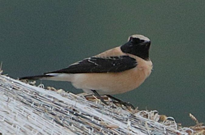Monachella occidentale  - Vito Giovanni Santantonio