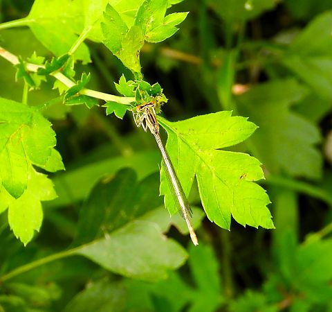 Odonata sp.  - Luciano Cavassa