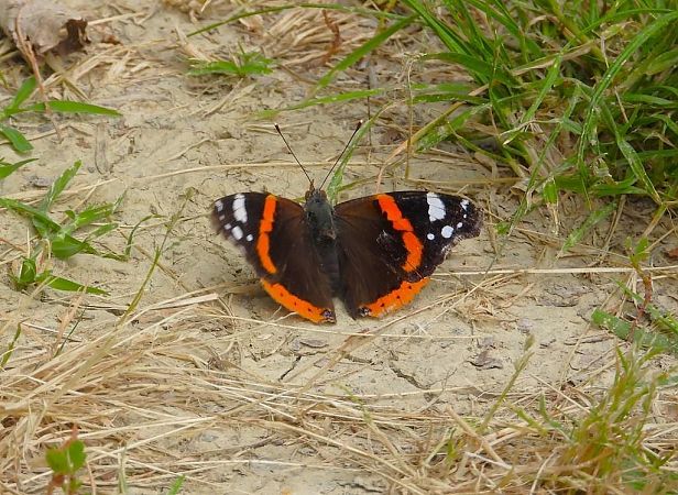 Vanessa atalanta  - Luciano Cavassa