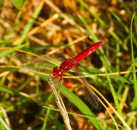Crocothemis erythraea  - Luciano Cavassa