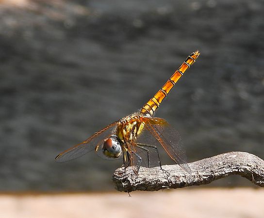 Odonata sp.  - Luciano Cavassa
