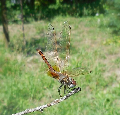 Trithemis annulata  - Elvire Laurens