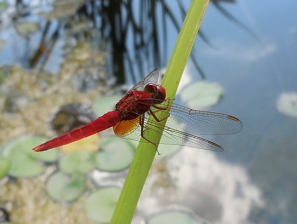 Crocothemis erythraea  - Elvire Laurens