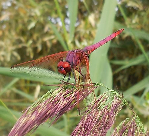 Trithemis annulata  - Elvire Laurens