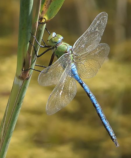 Anax imperator  - Fabio Angeli