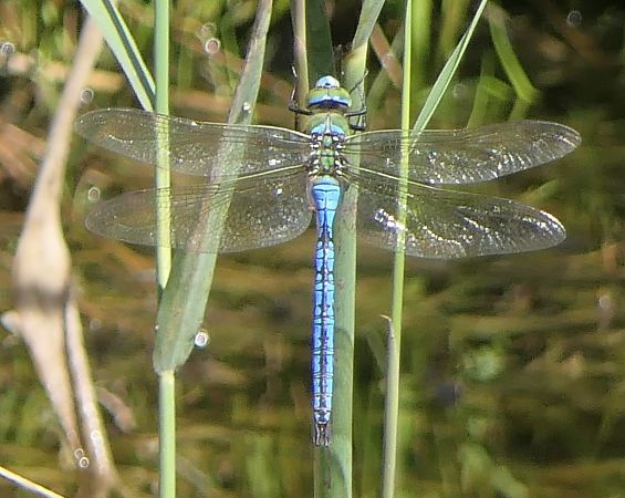 Anax imperator  - Fabio Angeli
