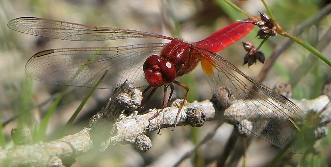 Crocothemis erythraea  - Fabio Angeli