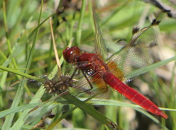 Crocothemis erythraea  - Fabio Angeli