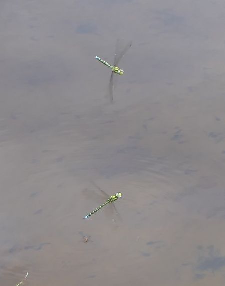 Aeshna cyanea  - Fabio Angeli