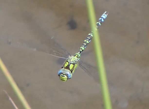 Aeshna cyanea  - Fabio Angeli