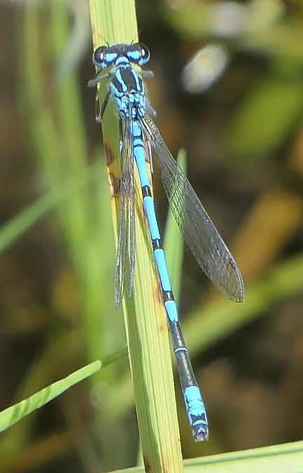 Coenagrion puella  - Fabio Angeli