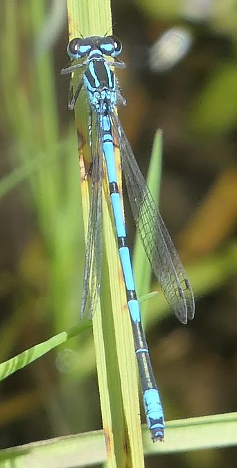 Coenagrion puella  - Fabio Angeli