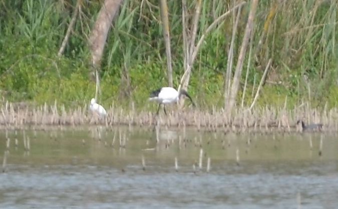 Ibis sacré  - Emanuele Pontiggia