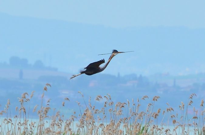 Airone rosso  - Emanuele Pontiggia