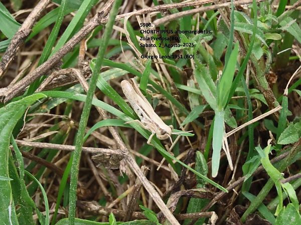 Chorthippus albomarginatus  - Giorgio Leoni