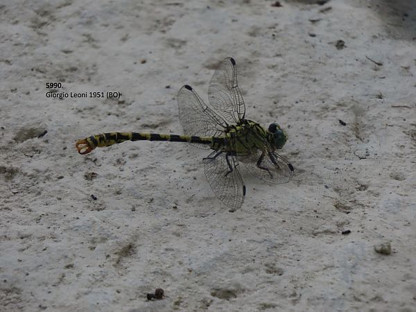 Onychogomphus forcipatus unguiculatus  - Giorgio Leoni