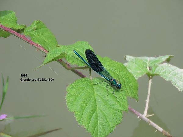 Calopteryx splendens  - Giorgio Leoni