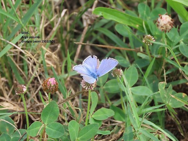 Polyommatus icarius # *  - Giorgio Leoni