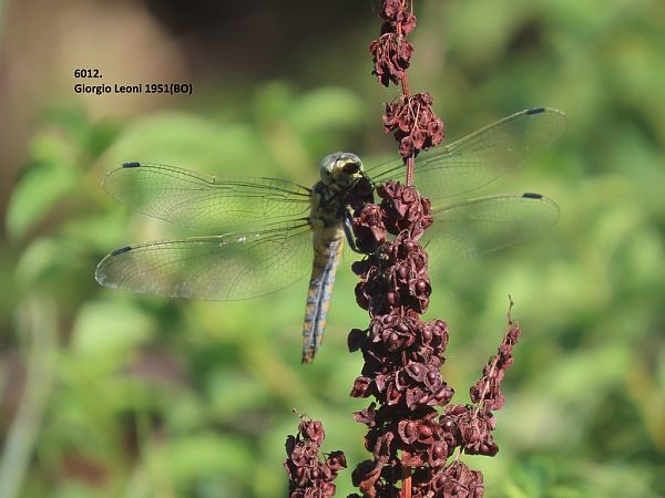 Orthetrum cancellatum  - Giorgio Leoni