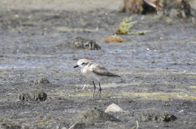 Wüstenregenpfeifer / Kolymaregenpfeifer  - Lorenzo Pini