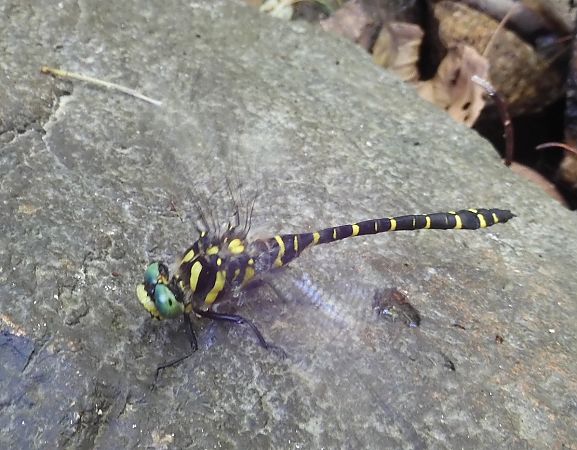 Cordulegaster boltonii  - Nicola Pilon