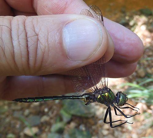 Somatochlora metallica  - Nicola Pilon