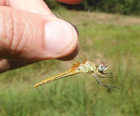 Sympetrum fonscolombei  - Nicola Pilon