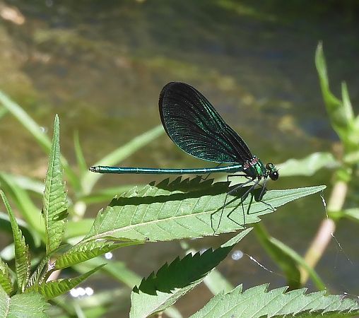Calopteryx virgo  - Nicola Pilon