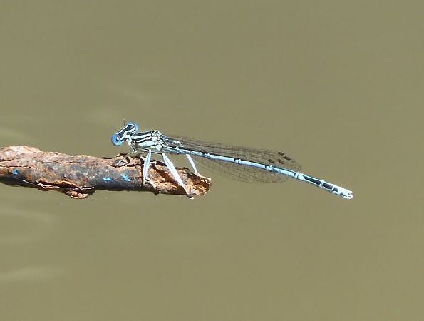 Blaue Federlibelle  - Nicola Pilon