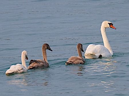 Cigno reale  - Angelo Pasqua