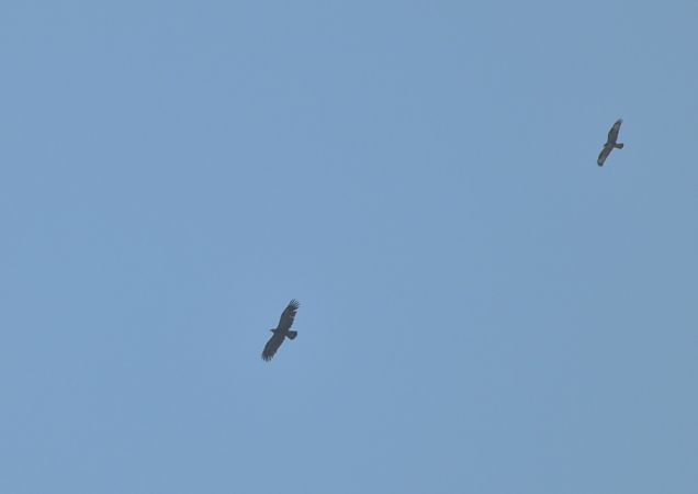 Aquila anatraia minore  - Luigi Gennari