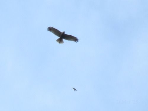 Falco di palude  - Dimitri Marrone