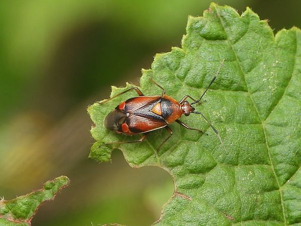 Deraeocoris ruber  - Mirko Tomasi